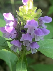 Prunella vulgaris
