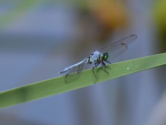Erythemis simplicicollis