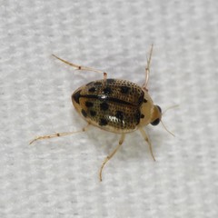 Peltodytes litoralis