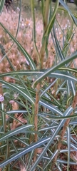 Lactuca saligna