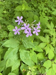 Phlox amplifolia