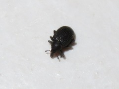 Anoplus roboris
