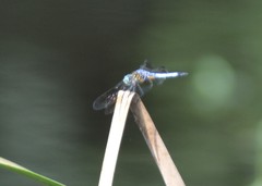 Pachydiplax longipennis