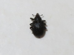 Anoplus roboris