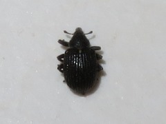 Anoplus roboris
