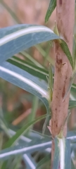 Lactuca saligna