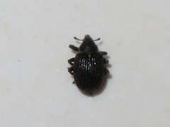 Anoplus roboris