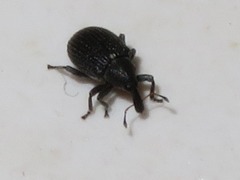 Anoplus roboris