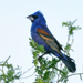 Picogordo Azul - Photo (c) Ad Konings, algunos derechos reservados (CC BY-NC), subido por Ad Konings