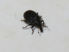 Anoplus roboris