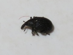 Anoplus roboris