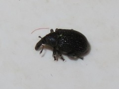 Anoplus roboris