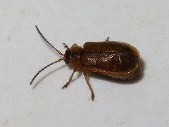 Galerucella pusilla