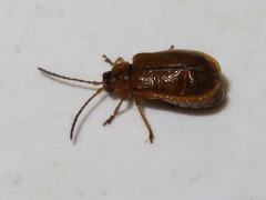 Galerucella pusilla