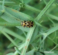 Pachybrachis hieroglyphicus