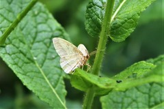 Heterolocha laminaria