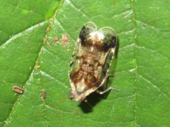 Cixius cunicularius