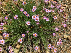 Erigeron elegantulus