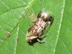 Cixius cunicularius
