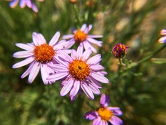 Erigeron elegantulus
