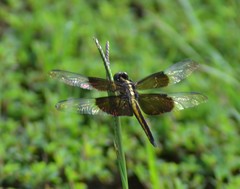 Libellula luctuosa