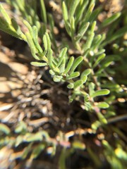 Erigeron elegantulus