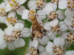 Oxyna flavipennis