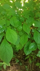 Symplocos paniculata