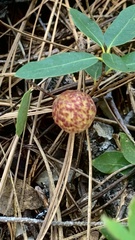 Andricus vacciniifoliae