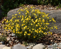 Senecio adenotrichius