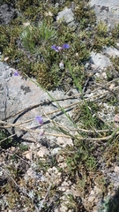 Polygala tenuifolia