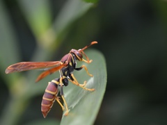 Polistes crinitus