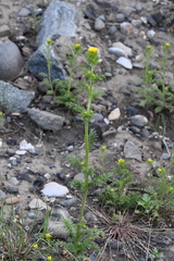 Descurainia sophioides