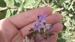 Ehretia rigida rigida