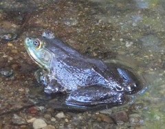 Lithobates catesbeianus