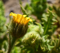 Senecio adenotrichius