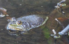 Lithobates catesbeianus