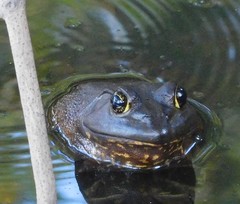 Lithobates catesbeianus