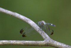 Dythemis velox
