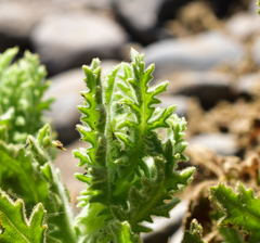 Senecio adenotrichius