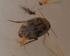 Neoporus dimidiatus