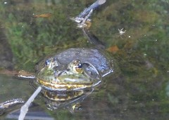 Lithobates catesbeianus