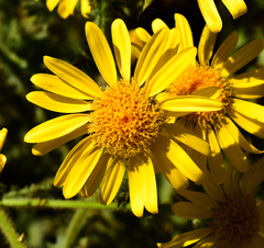 Senecio adenotrichius