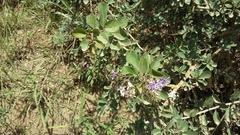 Ehretia rigida rigida