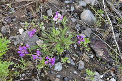 Oxytropis arctica taimyrensis