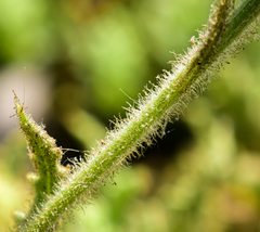 Senecio adenotrichius