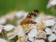 Oxyna flavipennis