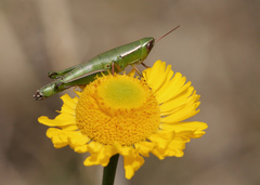Aptenopedes sphenarioides