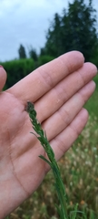 Lactuca saligna