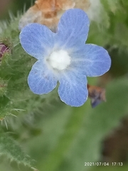 Anchusa arvensis